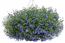 Лобелия - Lobelia D21