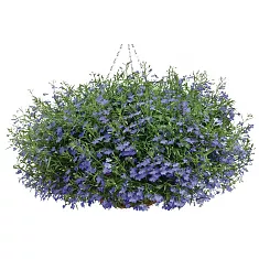 Лобелия - Lobelia D21