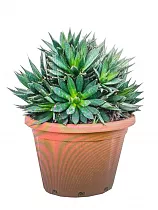 Агава - Agave D35 H45