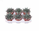 Агава королевы Виктории - Agave Victoriae-reginae D12 H20