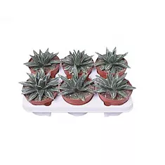 Агава королевы Виктории - Agave Victoriae-reginae D12 H20