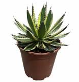 Агава Лопанта квадриколор - Agave LOPHANTHA var QUADRICOLOR D21 H40