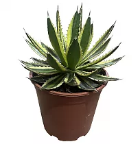 Агава Лопанта квадриколор - Agave LOPHANTHA var QUADRICOLOR D21 H40