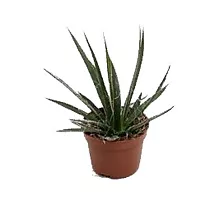 Агава Филфера Компакта - Agave Filiferum Compacta D10 H18