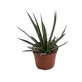 Агава Филфера Компакта - Agave Filiferum Compacta D10 H18