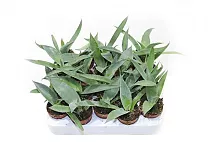 Агава потаторум - Agave Potatorum D5 H10    