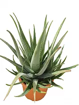 Алоэ вера - Aloe vera D50 H110