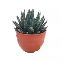 Агава королевы Виктории - Agave Victoriae-reginae D21 H35
