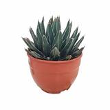 Агава королевы Виктории - Agave Victoriae-reginae D21 H35