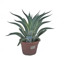 Агава - Agave D26 H60