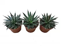 Агава филфера - Agave Filifera D5 H12