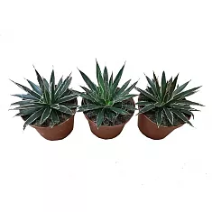 Агава филфера - Agave Filifera D5 H12