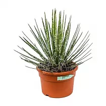 Агава Филфера - Agave Filifera D27 H50