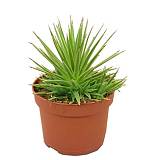 Агава Стрикта Нана - Agave Stricta Nana D14 H23