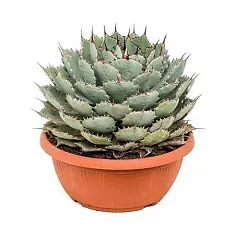 Агава потаторум - Agave Potatorum D29 H40