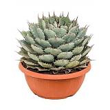 Агава потаторум - Agave Potatorum D29 H40