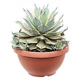 Агава потаторум Ай скрим - Agave Potatorum Eye Scream D35 H45