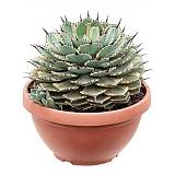 Агава потаторум Кичиокан - Agave Potatorum Kichiokan D35 H45