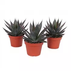 Агава Шака Зулу - Agave Shaka Zulu D15 H40