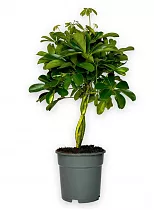 Шефлера Голд Капела Переплетенная  - Schefflera gold capella D17 H55