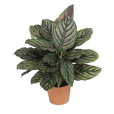 Калатея украшенная - Calathea ornata D12 H40