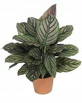 Калатея украшенная - Calathea ornata D12 H40