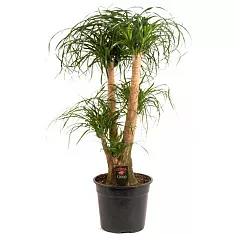 Пальма Нолина Бокарнея - Nolina Beaucarnea branched D25 H120