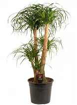 Пальма Нолина Бокарнея D25 H120