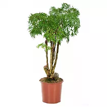 Полисциас Фрутикоза D30 H150