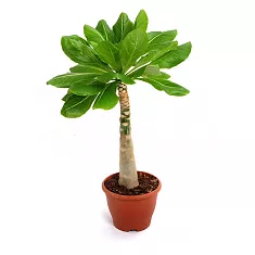 Пальма Бригамия замечательная D21 H45