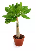 Пальма Бригамия замечательная D21 H45