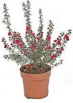 Лептоспермум - Leptospermum D10 H20