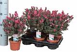 Лептоспермум - Leptospermum D12 H30