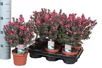 Лептоспермум - Leptospermum D12 H30