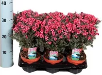 Лептоспермум - Leptospermum D12 H30