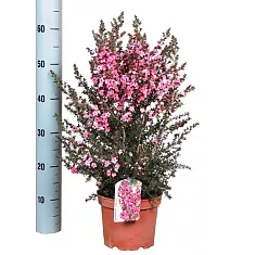 Лептоспермум - Leptospermum D18 H60