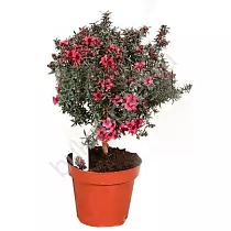 Лептоспермум - Leptospermum D14 H40