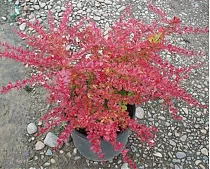 Барбарис тунберга Ред Карпет - Berberis thunbergii Red Carpet D9 H20