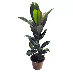 Фикус Эластика (каучуконосный) Мэлани - Ficus elastica Melany D17 H90