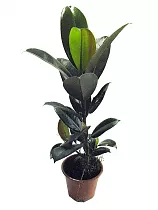 Фикус Эластика (каучуконосный) Мэлани - Ficus elastica Melany D17 H90