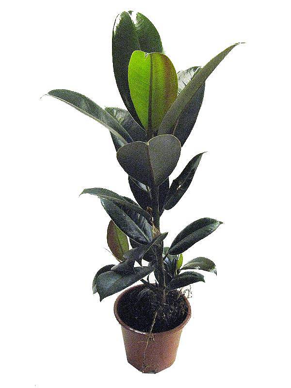 Фикус Эластика (каучуконосный) Мэлани - Ficus elastica Melany D17 H90