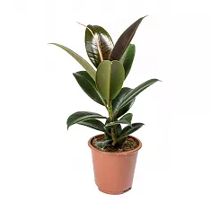 Фикус Эластика (каучуконосный) Мэлани - Ficus elastica "Melany" D12 H30