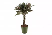 Фикус Эластика (каучуконосный) Мэлани - Ficus elastica Melany D24 H120