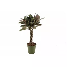 Фикус Эластика (каучуконосный) Мэлани - Ficus elastica Melany D24 H120