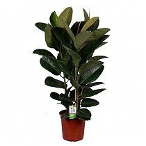 Фикус Эластика (каучуконосный) Мэлани - Ficus elastica Melany D30 H180