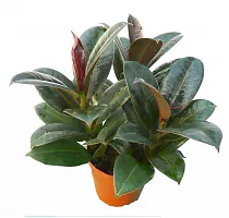 Фикус Эластика (каучуконосный) Мэлани - Ficus elastica "Melany" D20 H55