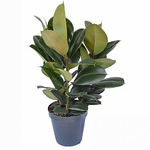 Фикус Эластика (каучуконосный) Мэлани - Ficus elastica Melany D15 H50
