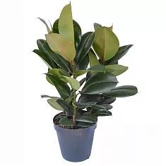 Фикус Эластика (каучуконосный) Мэлани - Ficus elastica Melany D15 H50