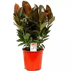 Фикус Эластика (каучуконосный) Мэлани - Ficus elastica Melany D27 H150