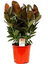 Фикус Эластика (каучуконосный) Мэлани - Ficus elastica Melany D27 H150
